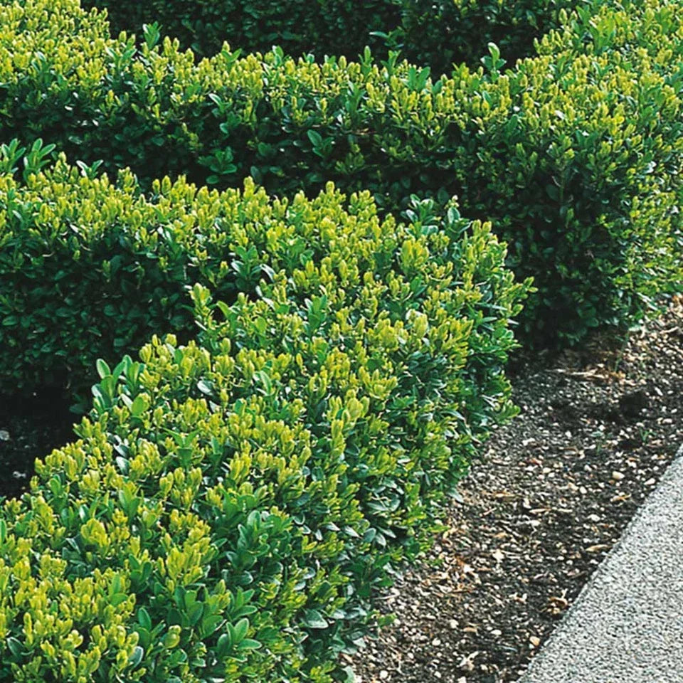Box Hedging Plants 20-40cm Buxus Sempervirens Dense Evergreen Hedge Potted — main product view