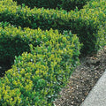Box Hedging Plants 20-40cm Buxus Sempervirens Dense Evergreen Hedge Potted — main product view