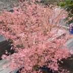 Acer palmatum Taylor - Japanese Maple — Large Outdoor Garden Ready Tree in Pot — alternate product view 5