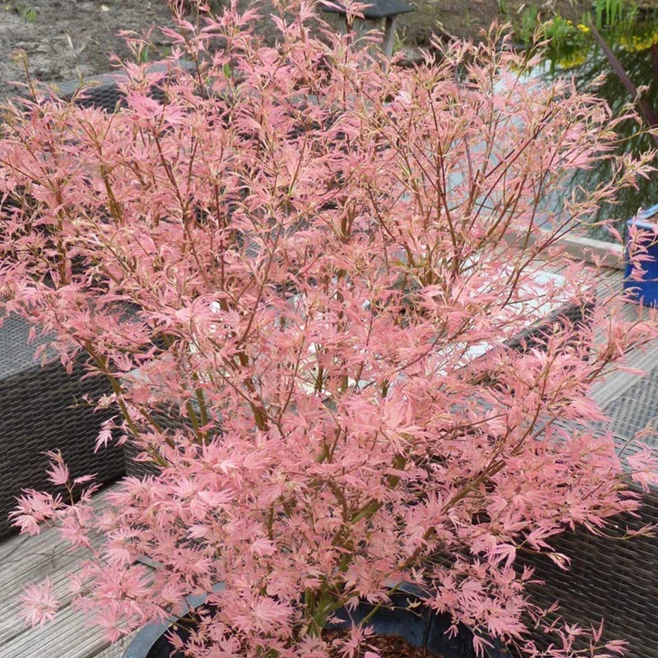 Acer palmatum Taylor - Japanese Maple — Large Outdoor Garden Ready Tree in Pot — alternate product view 5