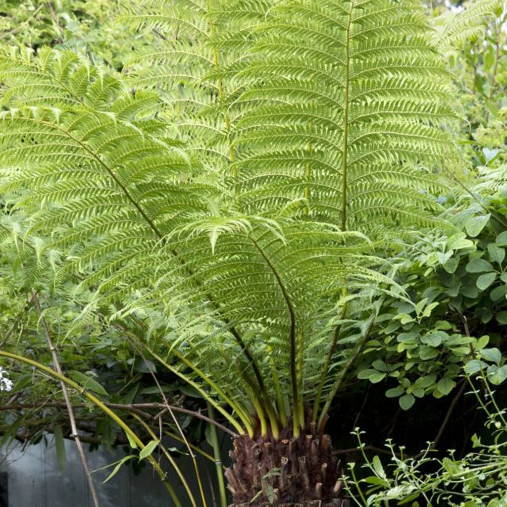 Tree Fern Plant in 17cm Pot - Dicksonia Antarctica — main product view