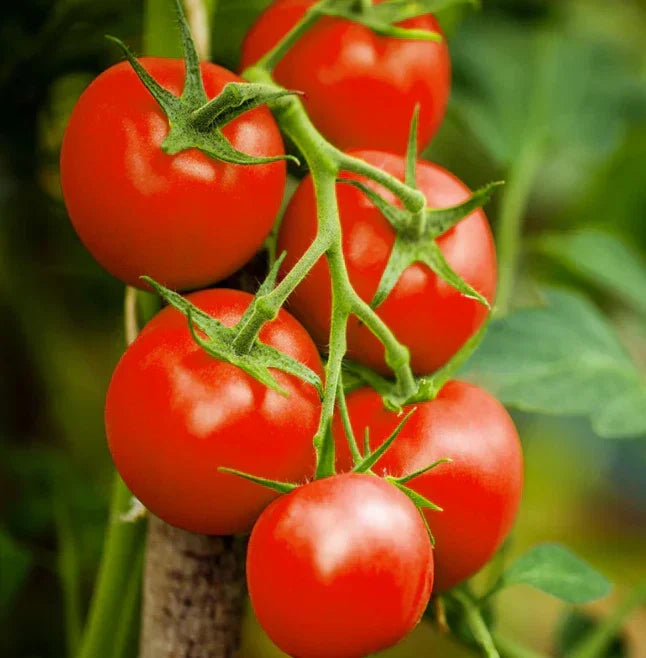 3 × Tomato ‘Moneymaker’ Plug Plants – READY NOW! — main product view