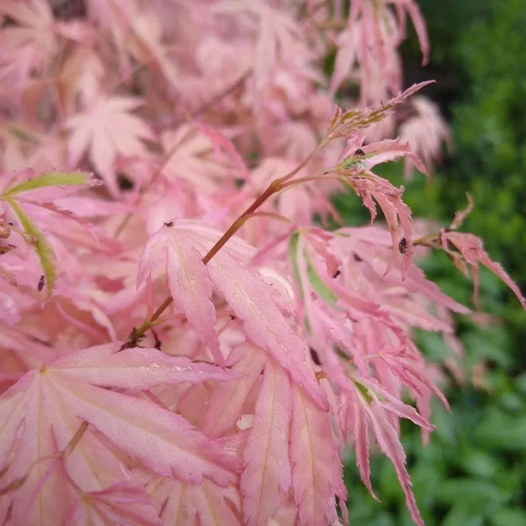 Acer Iyoshi Deciduous Japanese Maple Tree for Patio Garden Ready in Plant 20-30cm incl. Pot — alternate product view 3