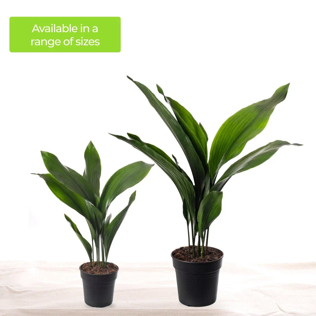 Cast Iron Plant Aspidistra Elatior Indoor House Plants Evergreen Tall Exotic — alternate product view 4