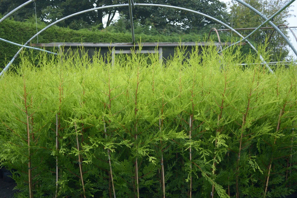 10 X 90CMS Castlewellan Leylandii Gold Hedging Conifers 2LTR Pots 3FT — alternate product view 2