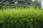 10 X 90CMS Castlewellan Leylandii Gold Hedging Conifers 2LTR Pots 3FT — alternate product view 2
