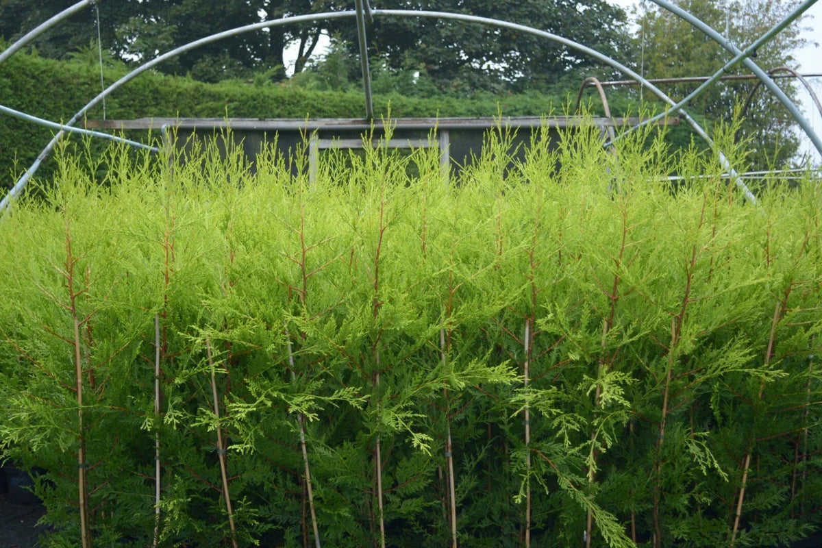 10 X 90CMS Castlewellan Leylandii Gold Hedging Conifers 2LTR Pots 3FT — alternate product view 2
