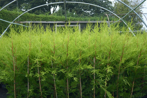 10 X 90CMS Castlewellan Leylandii Gold Hedging Conifers 2LTR Pots 3FT — alternate product view 2