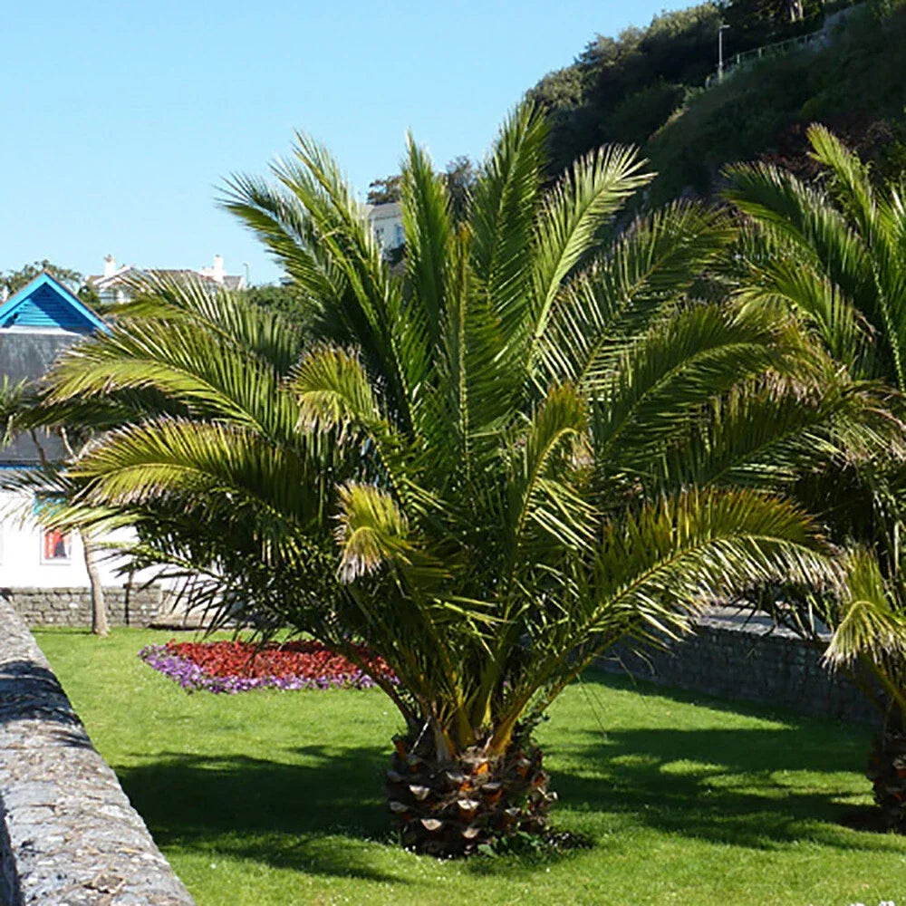 Hardy Phoenix palm 55-75cm in 14cm pot Single — alternate product view 4