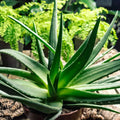 ALOE VERA Viable Seeds - Medicinal Plant - UK Stock — alternate product view 2