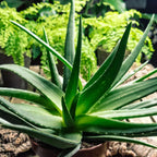 ALOE VERA Viable Seeds - Medicinal Plant - UK Stock — alternate product view 2