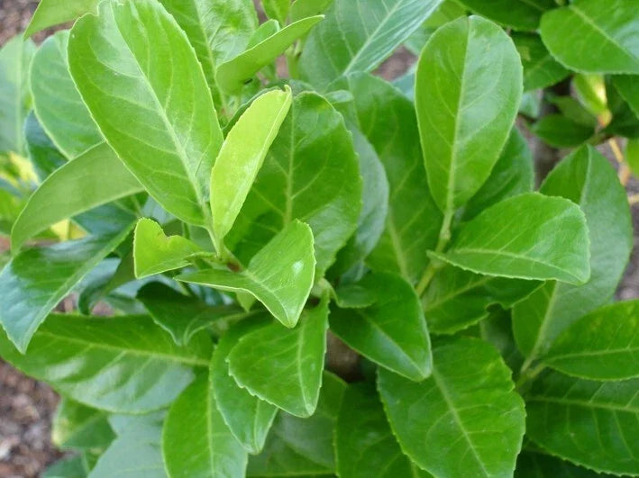 10 Cherry Laurel Evergreen bare root hedge plants 60-90cm (2-3ft) — alternate product view 3