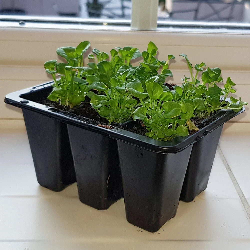 Windowsill Propagator Kit, Indoor Greenhouse, Set of 3, For 90 Plants, Reusable — alternate product view 4