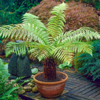 Tree Fern Plant in 17cm Pot - Dicksonia Antarctica — alternate product view 5