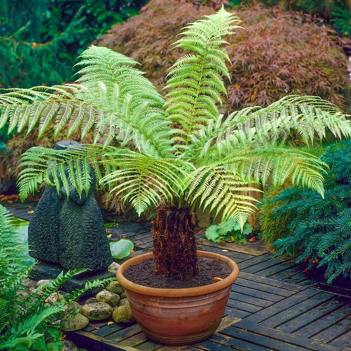 Tree Fern Plant in 17cm Pot - Dicksonia Antarctica — alternate product view 5