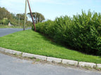 600 Green Privet Plants 3-4ft Tall, Evergreen Hedging, Grow a Quick, Dense Hedge — alternate product view 4