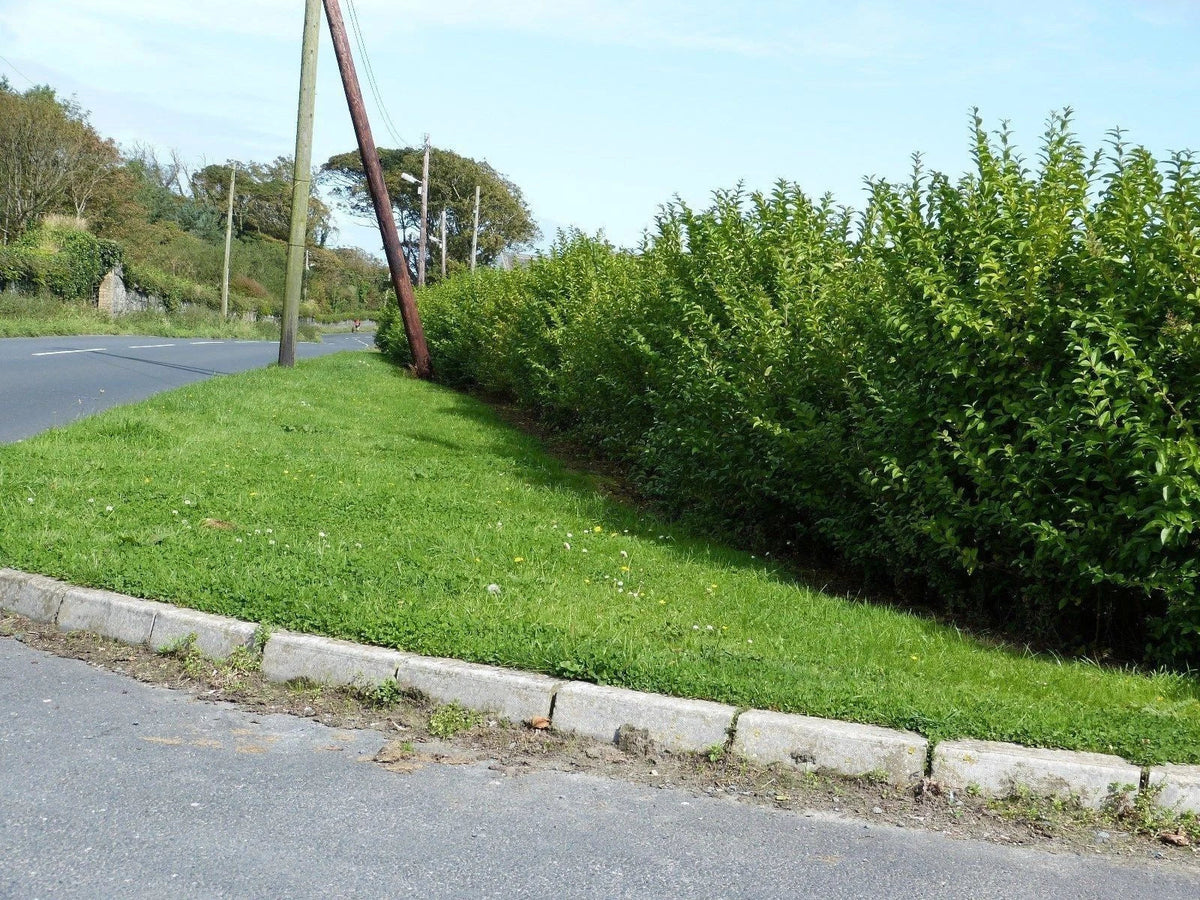 600 Green Privet Plants 3-4ft Tall, Evergreen Hedging, Grow a Quick, Dense Hedge — alternate product view 4