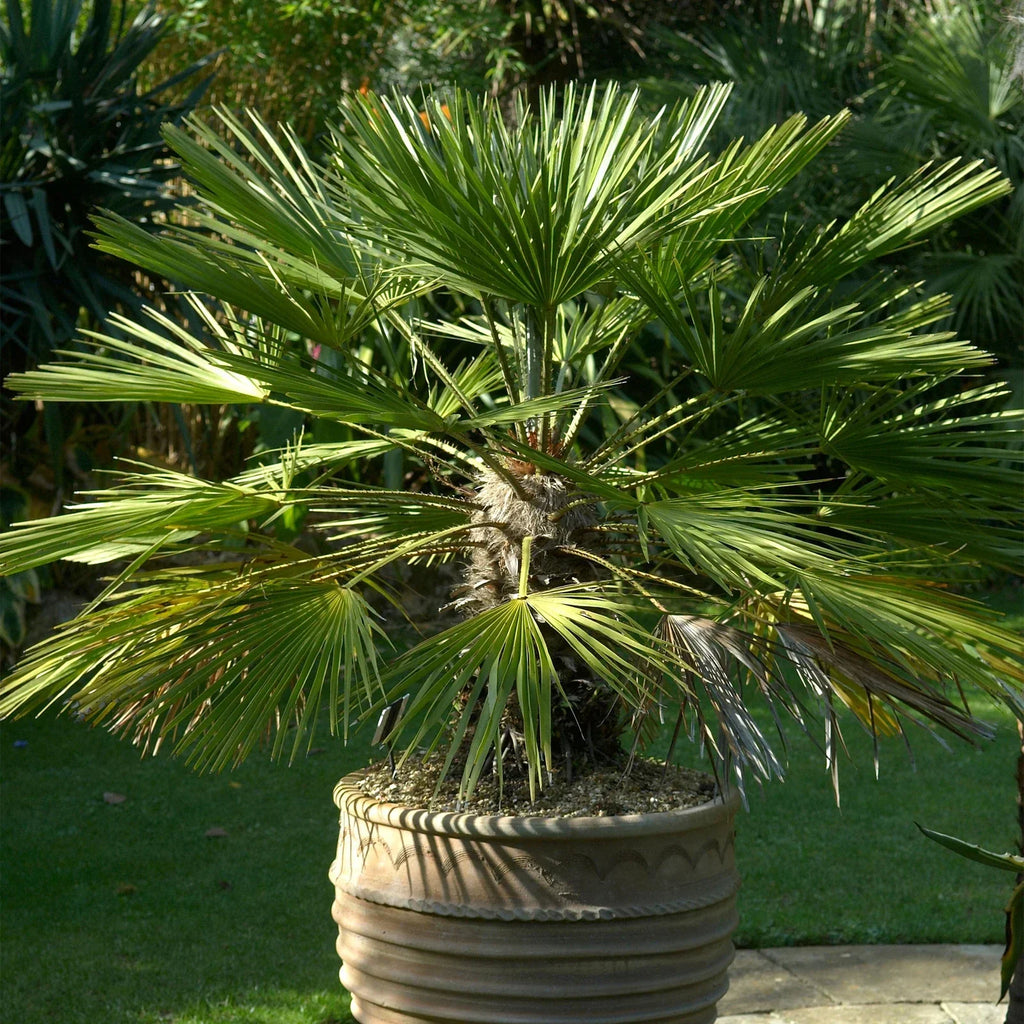 Hardy Fan Palm Chamaerops humilis 60-80cm Tall Bushy incl.pot — alternate product view 3