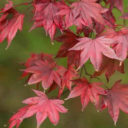 Acer 'Atropurpureum' palmatum Japanese Maple Deciduous Garden Plant In Pot — alternate product view 4