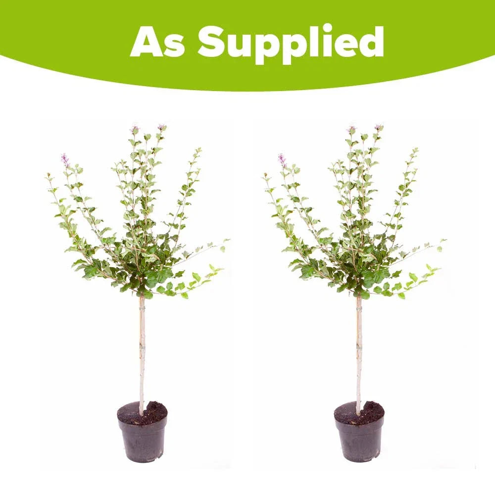 Standard Lilac Trees, 2 x Syringa Palibin, Double Flowering, 90-120cm, 3L Pots — alternate product view 7