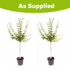 Standard Lilac Trees, 2 x Syringa Palibin, Double Flowering, 90-120cm, 3L Pots — alternate product view 7