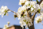 Big Juicy Victoria Plum Tree, 4-5ft Tall, Sweet Juicy and Tasty, Ready to Fruit — alternate product view 3