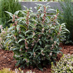 Sarcococca hookeriana Winter Gem Sweet Box 3Lt Pot Evergreen Plants — alternate product view 2