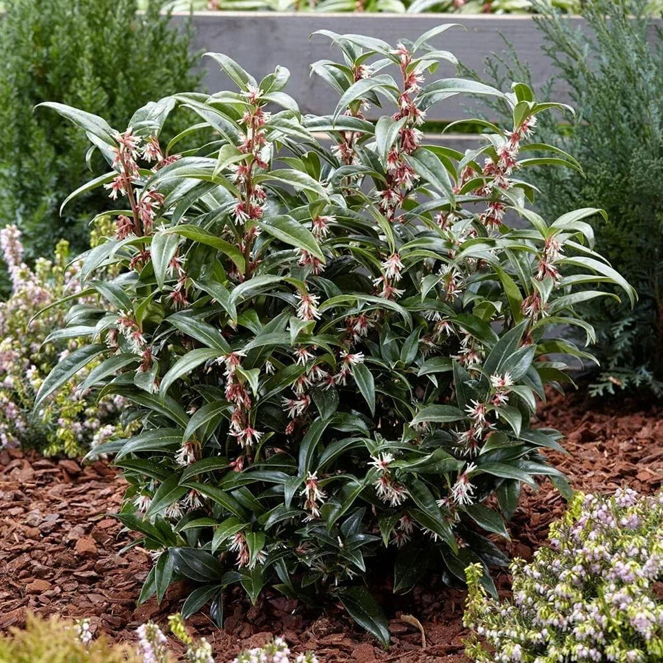 Sarcococca hookeriana Winter Gem Sweet Box 3Lt Pot Evergreen Plants — alternate product view 2
