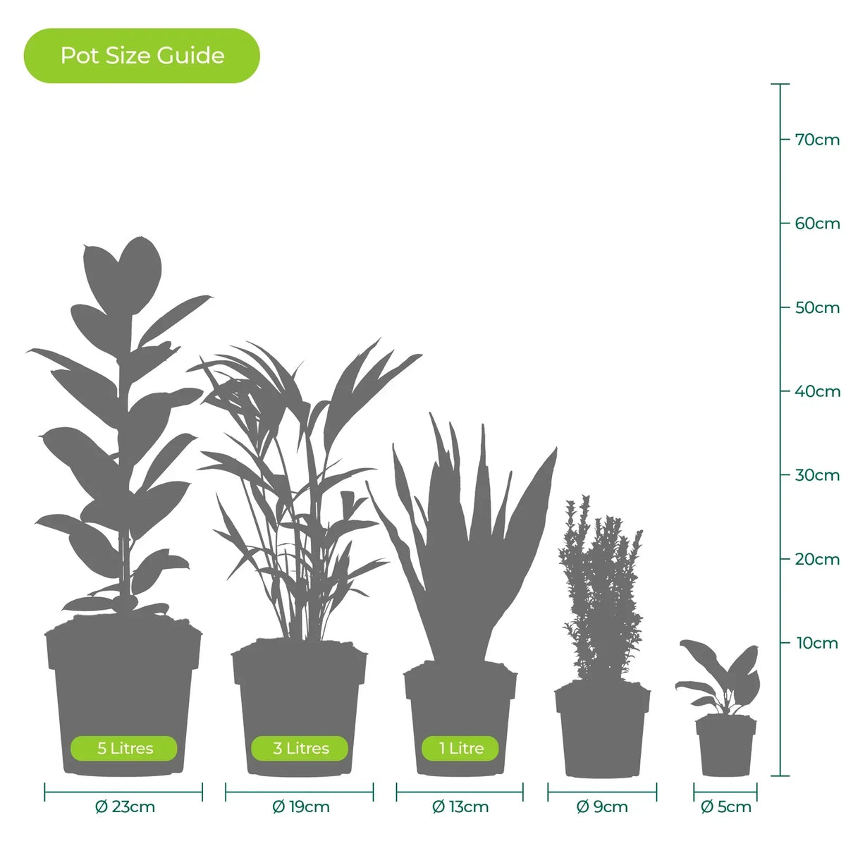 Cast Iron Plant Aspidistra Elatior Indoor House Plants Evergreen Tall Exotic — alternate product view 5