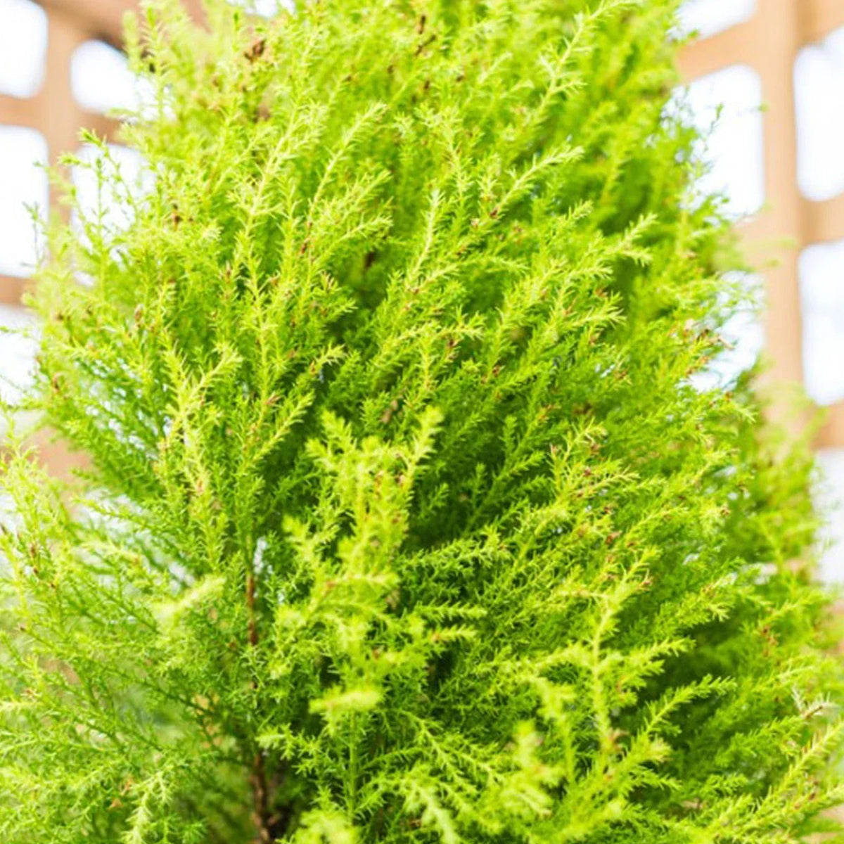 Cupressus Plant Conifer Wilma Goldcrest Lemon Scented Evergreen 10.5cm Pots — alternate product view 6