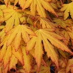Acer palmatum 'Orange Dream' — Japanese Maple Deciduous Garden Plant Tree In Pot — main product view