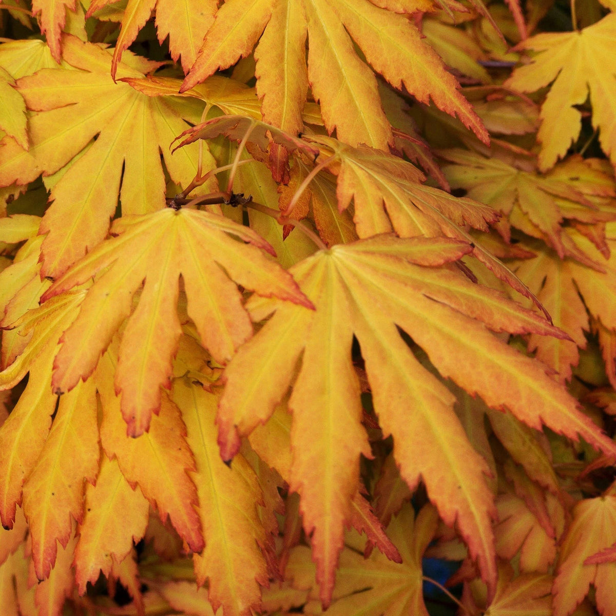Acer palmatum 'Orange Dream' — Japanese Maple Deciduous Garden Plant Tree In Pot — main product view
