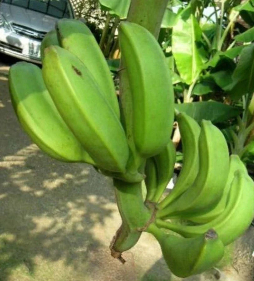Banana Tree - one of the only hardy Edible banana fruits! Allotments etc! — alternate product view 2