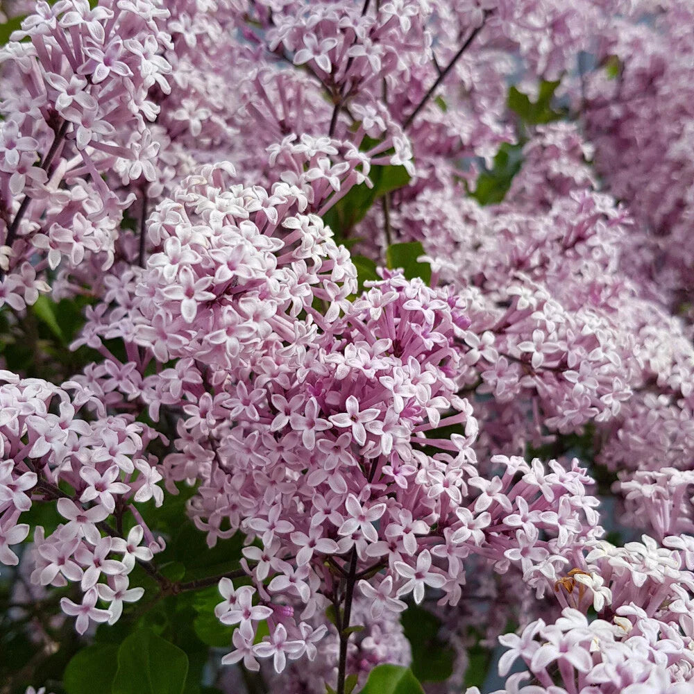 Standard Lilac Trees, 2 x Syringa Palibin, Double Flowering, 90-120cm, 3L Pots — alternate product view 6