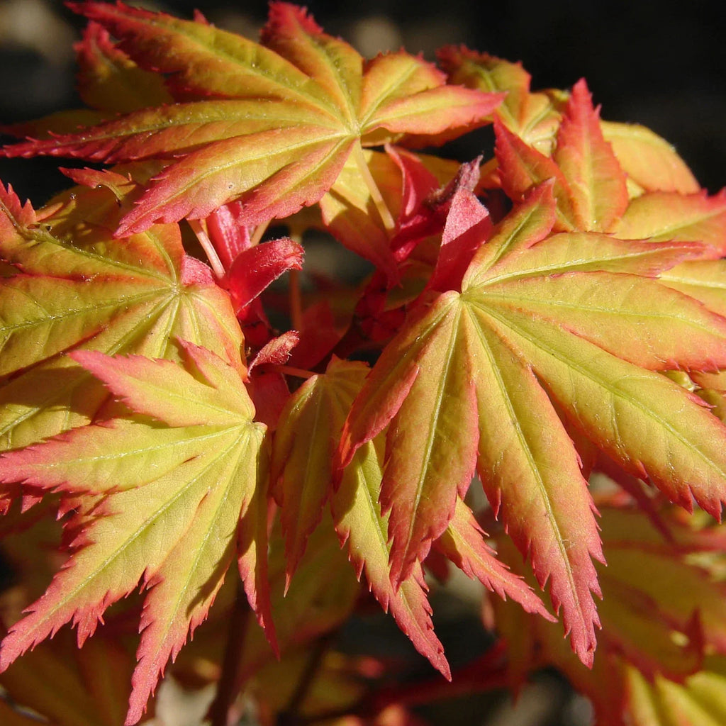 Acer palmatum 'Orange Dream' — Japanese Maple Deciduous Garden Plant Tree In Pot — alternate product view 3