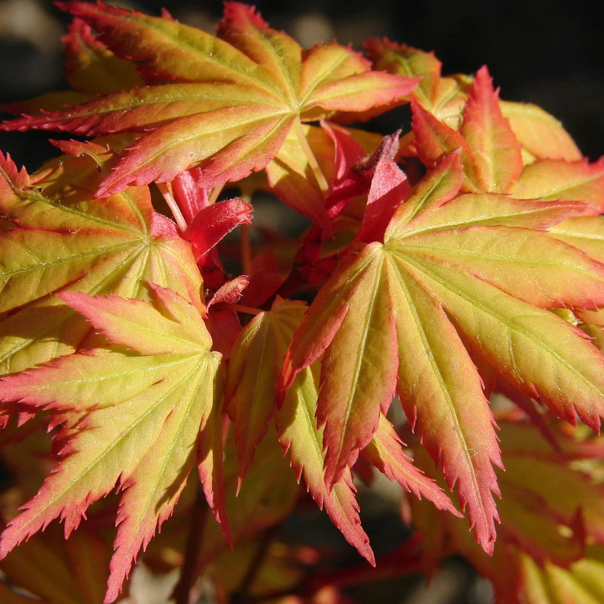 Acer palmatum 'Orange Dream' — Japanese Maple Deciduous Garden Plant Tree In Pot — alternate product view 3