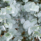 Eucalyptus gunnii Tree, Cider Gum, Potted Ornamental Trees for Small Gardens (70-80cm incl.pot) — alternate product view 3