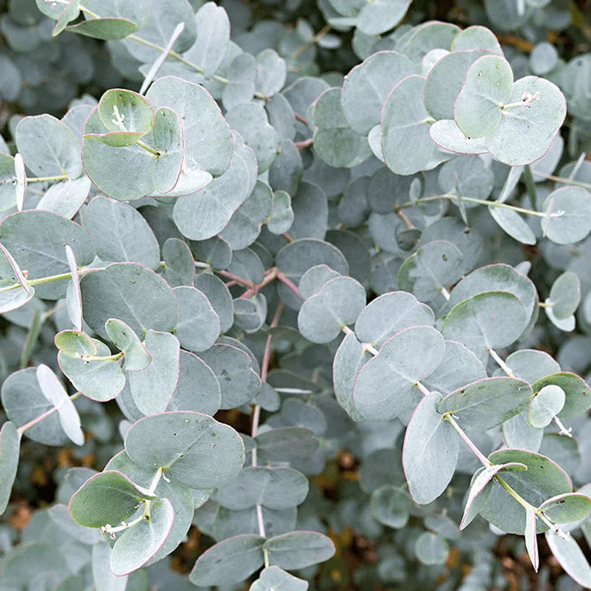 Eucalyptus gunnii Tree, Cider Gum, Potted Ornamental Trees for Small Gardens (70-80cm incl.pot) — alternate product view 3