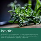 Rosemary Plant in 14cm Pot - Rosmarinus Evergreen Fragrant Perennial Herb Plants — alternate product view 7