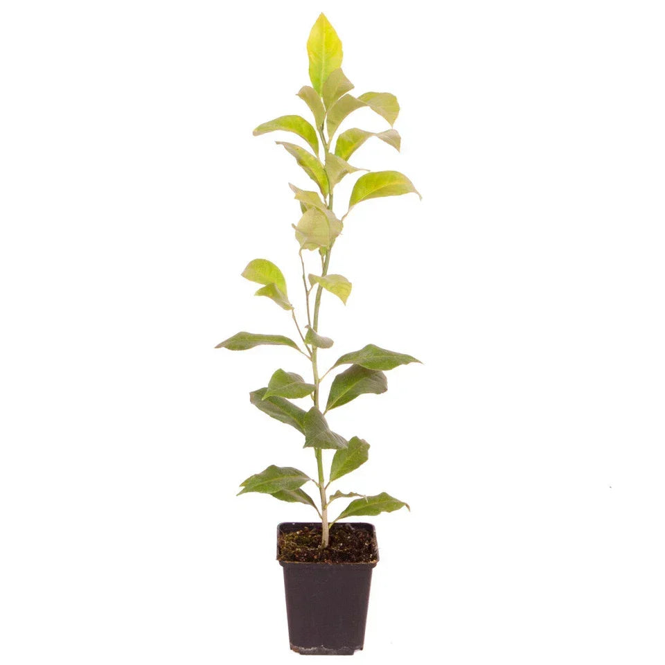 Citrus Fruit Tree, Lemon Citron, Fragrant Evergreen, 7?9cm Pot, Grow Your Own — on a clean white background