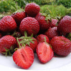 Strawberry Honeoye Fruit Plants - Hardy Garden Bushes in 9cm Pots — alternate product view 3