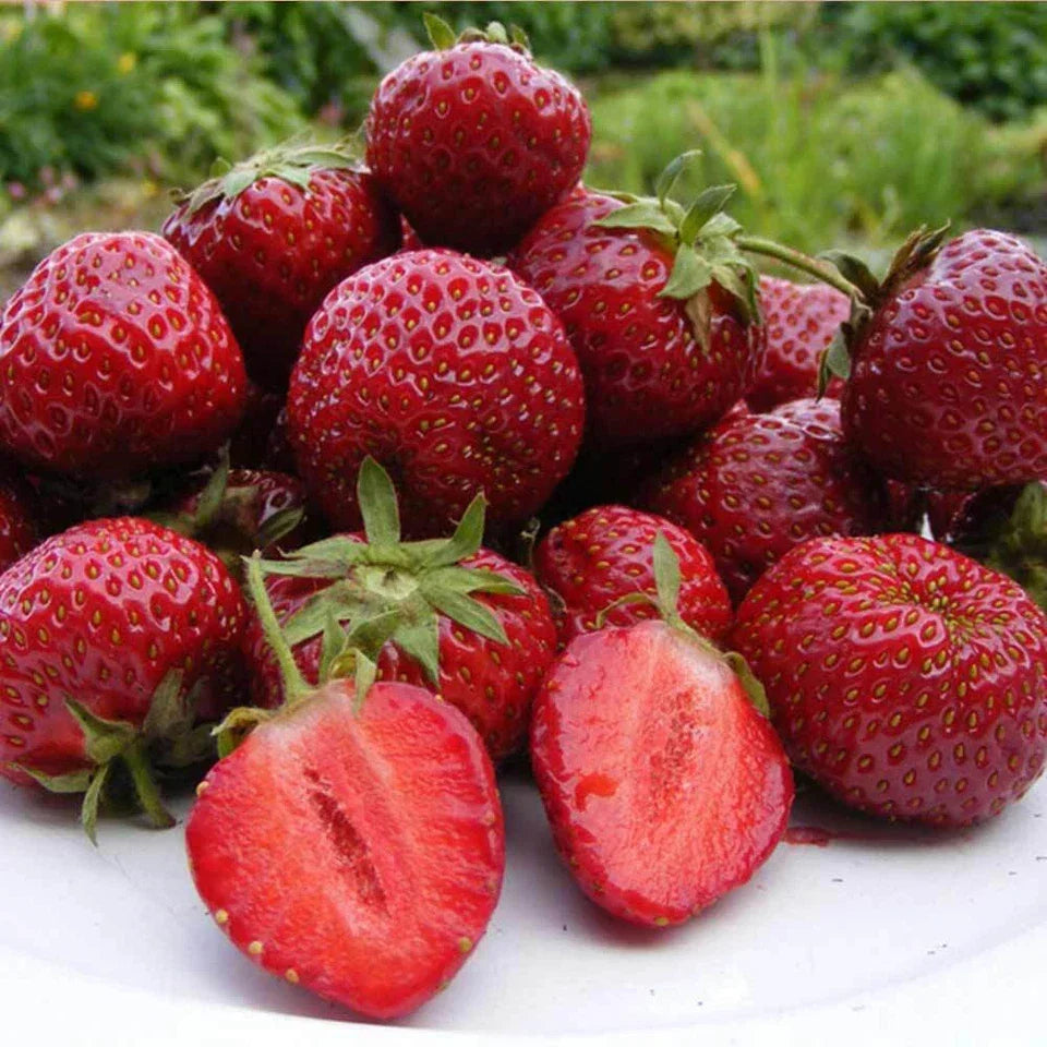 Strawberry Honeoye Fruit Plants - Hardy Garden Bushes in 9cm Pots — alternate product view 3