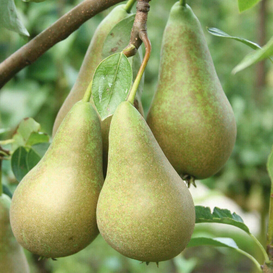 Patio Fruit Tree Plants Garden Collection 5 Different Varieties 5 x 9cm Pots — alternate product view 6