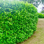 2-3ft Cherry Laurel Hedging 60-90cm Evergreen Laurels for hedging 2l potted — alternate product view 4