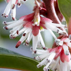 Sarcococca hookeriana Winter Gem Sweet Box 3Lt Pot Evergreen Plants — alternate product view 4