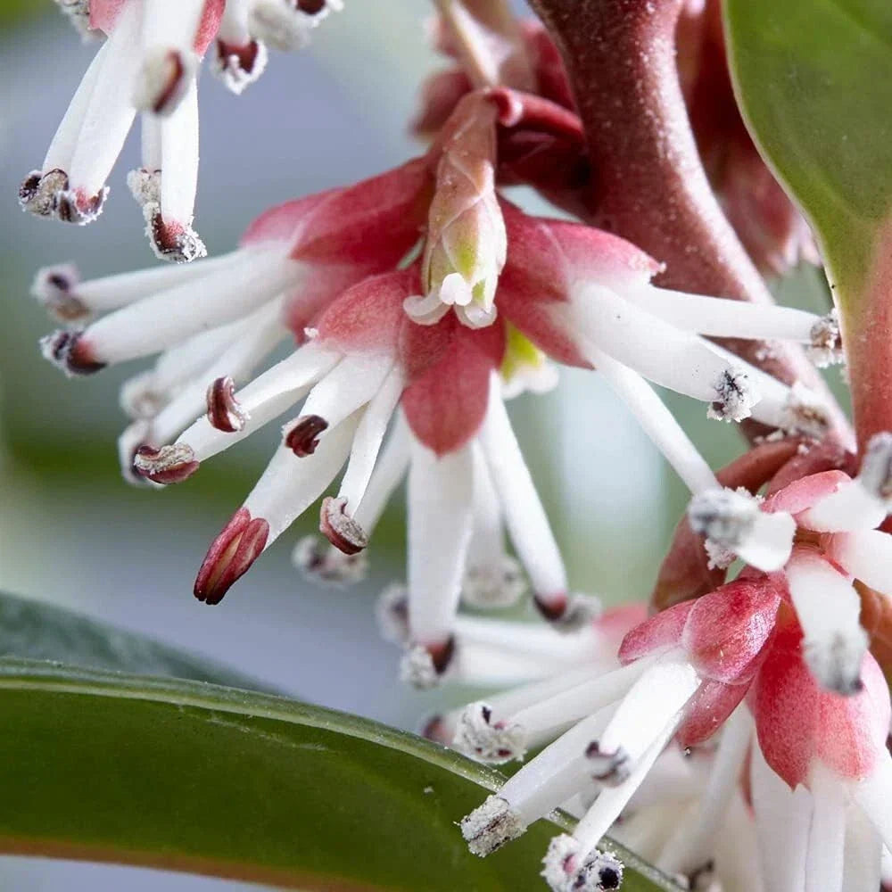 Sarcococca hookeriana Winter Gem Sweet Box 3Lt Pot Evergreen Plants — alternate product view 4