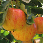 Mini Fruit Tree Patio Garden Plant Apples Pears Cherries Plums 9cm Potted — alternate product view 2