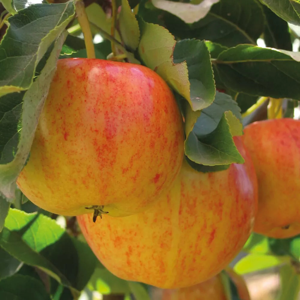 Mini Fruit Tree Patio Garden Plant Apples Pears Cherries Plums 9cm Potted — alternate product view 2