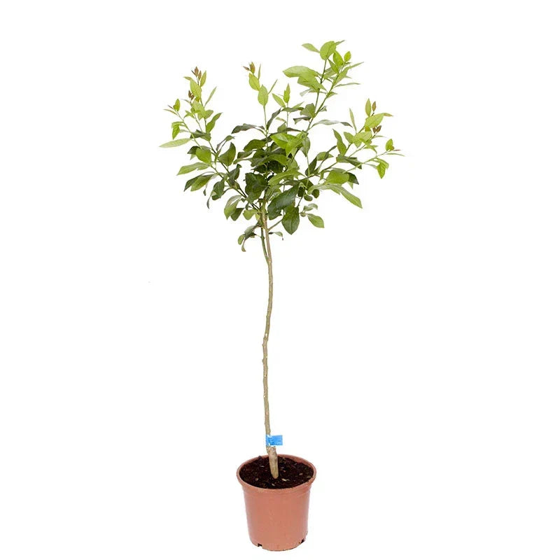 Orange Tree Plant Large Fully Mature Seedless Citrus Fruit in Pot 80cm Tall — alternate product view 5