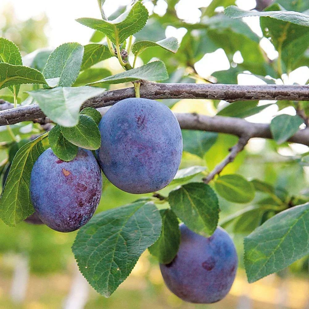 Mini Fruit Tree Patio Potted Garden Plants Apple Pear Plum Cherry 9cm Pots — alternate product view 6